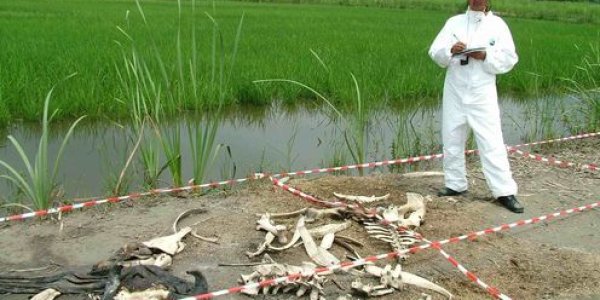 The Smell Of Death Could Become A Powerful Forensic Tool