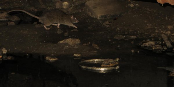 The Rats Of New York