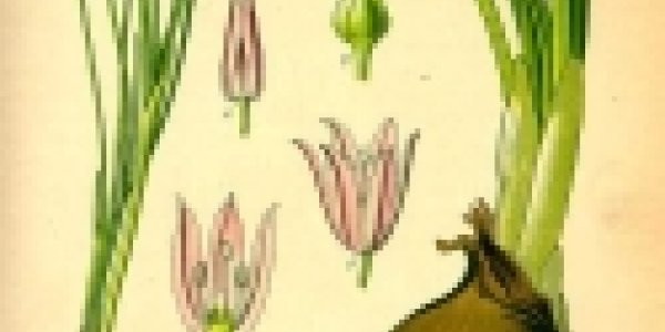 Junk DNA and the Onion Test