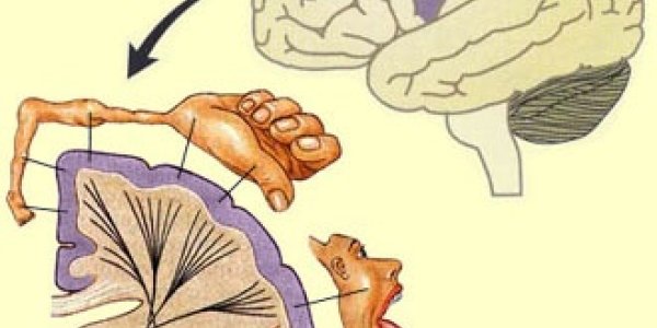 Why you can't individually control your toes