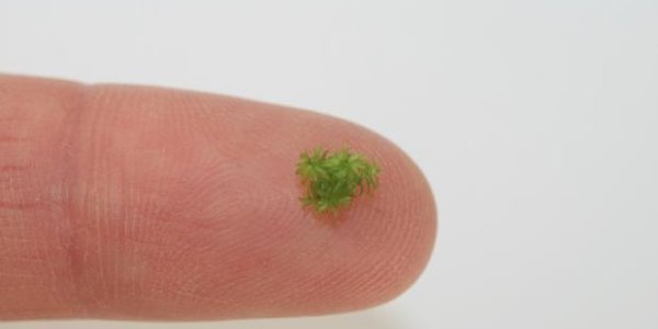 Mosses: Simple Body Plan, A Lot Of Genetic Complexity