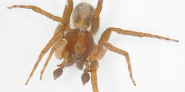 Ctenus Monaghani : A Hobbit Helps Find A Spider Far From Mt. Doom