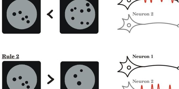 The Neurobiology Of How Brain Cells Process Mathematical Rules