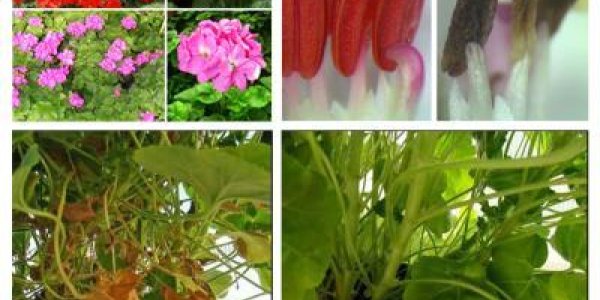 No More Allergies: Genetically Optmized House Plants