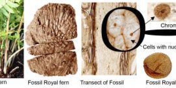 Rare Find: Unique Chromosomes Preserved In 180 Million Year Old Swedish Fossil