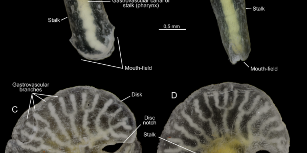 A Tale of Two Mushrooms