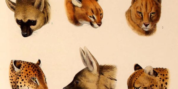 It's Time To Revise How We Classify Life On Earth