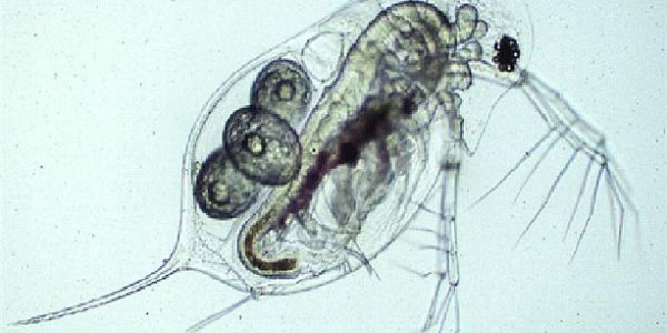 Jurassic Park In A Swiss Lake