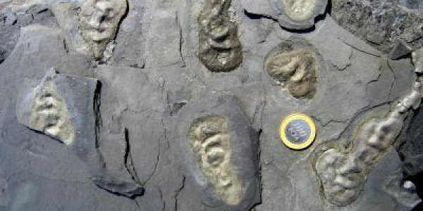 Why No Proterozoic Explosion? Oxygen May Be Overstated In The Evolution Of Advanced Life