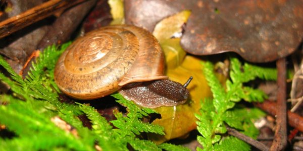New Land Snail Species Named In Honor Of Gay Marriage Movement