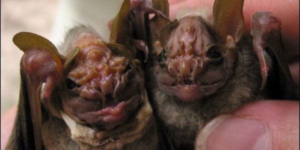 Wrinkled old bats