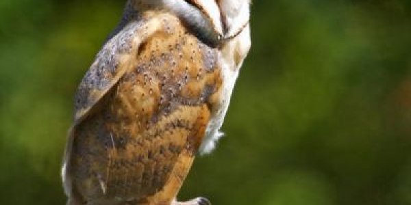 Baby Bird Sleep Patterns Are A Lot Like Baby Humans