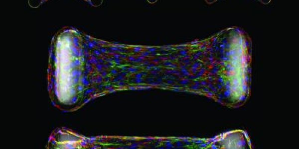 Photolithography Technique Measures Cellular Forces Of Living Cells During Tissue Development