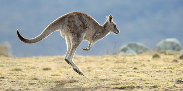 Giant Kangaroos Were More Likely To Walk Than Hop
