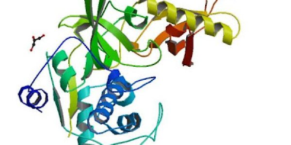 Falcipain Collaboration to Fight Malaria