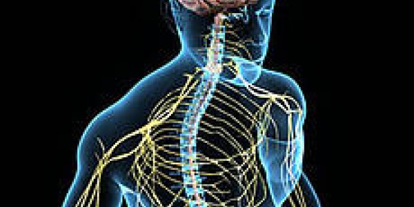 Burst Generators: How The Spinal Cord Does What The Brain Thinks