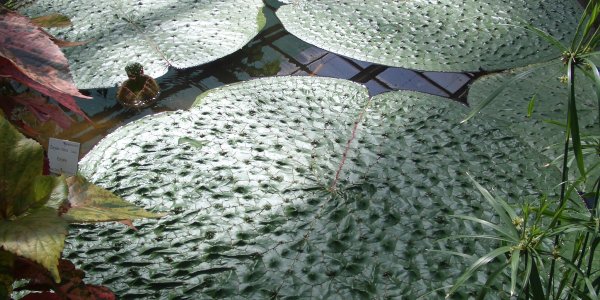 Plants can float on water and live their as they have special shapes and surfaces