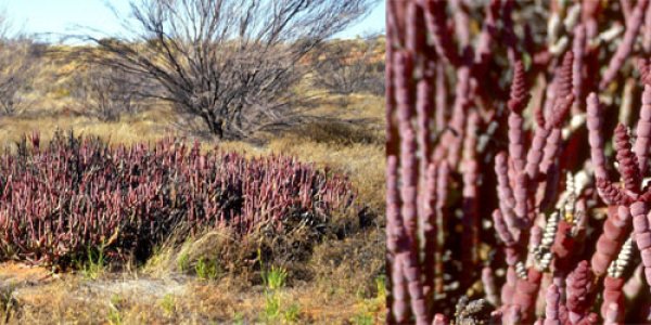 Top 10 List Of Coolest New Species From 2007