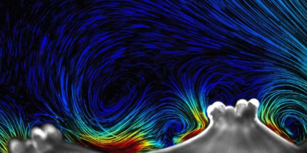 Corals: Not So Passive, They Are Nature's Tiny Engineers