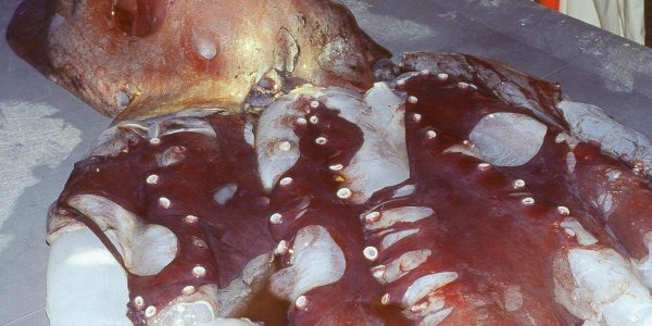 The Weirdest Octopus