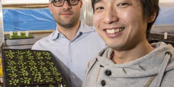 Missing Link In Plant Immunity Identified