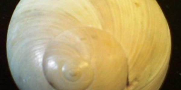 How Violence Shaped Evolution