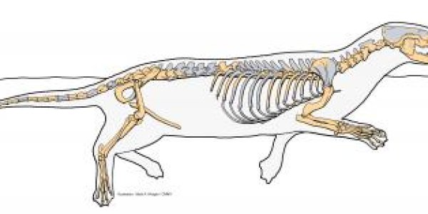 Puijila Darwini  - 'Missing Link' In Evolution Of Seals, Sea Lions And Walruses