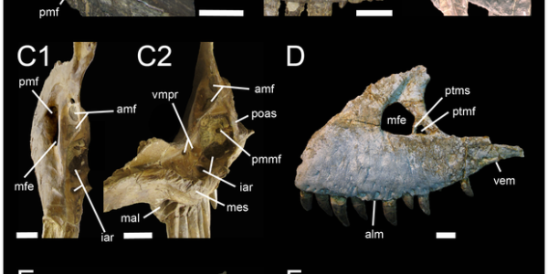 Torvosaurus Gurneyi Dinosaur Is Now The Largest Jurassic Terrestrial Predator From Europe