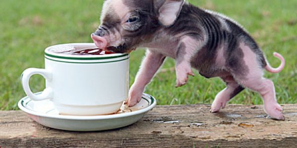 “He eats like a pig!” (thanks to ghrelin research, that's not so bad now)