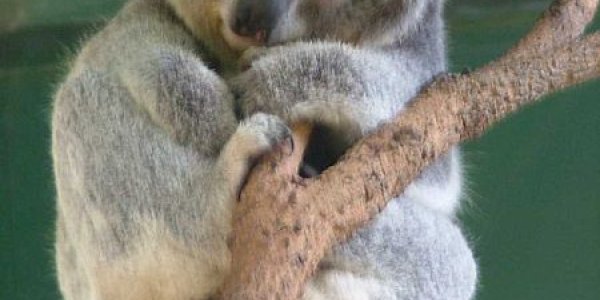 The Call Of The Koala