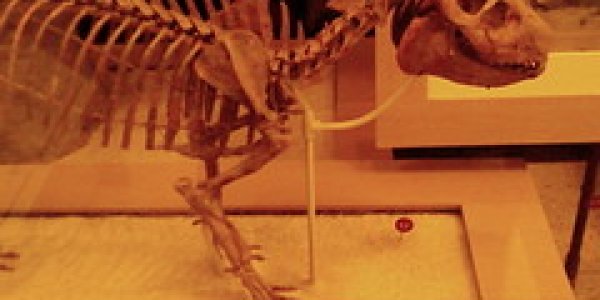 Oregon's Miocene Mammals