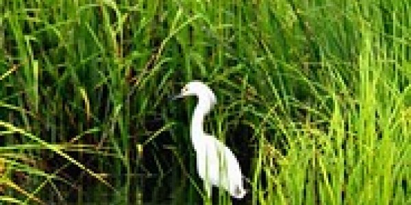 Chuckanut Drive: Ancient Wetland