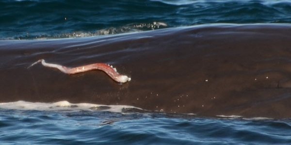 Is That A Squid on Your Face?