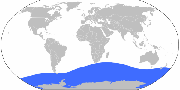 Colossal Squid off Australia