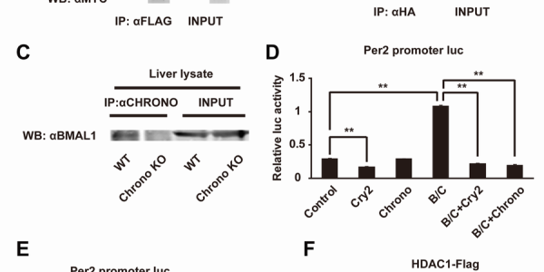 CHRONO: The Missing Piece In The Mammalian Circadian Clock Puzzle