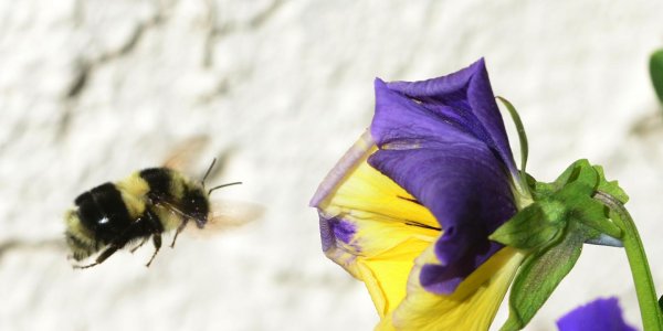 No One Talks About How Flowers Are Killing Bees