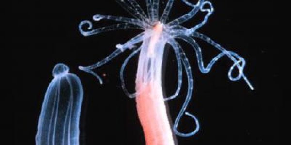 For The Last 600 Million Years, The Sea Anemone Has Been Genetically Half Animal, Half Plant