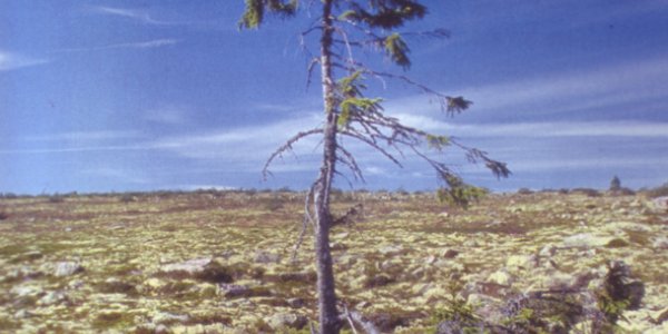 Dalarna Spruce In Sweden Is World's Oldest Living Tree