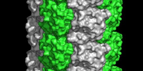 Spiky Filaments For Egg Fusion: Sperm Wield Tiny Harpoons