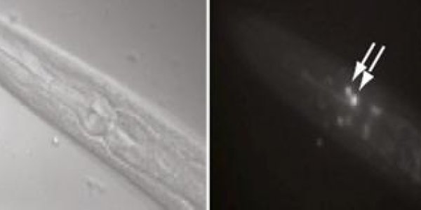 750 Genes Involved In Long-Term Memory