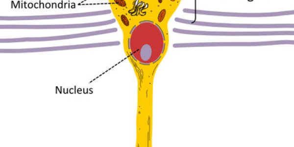 Novel Colors Against Physicalism