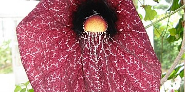 Damage To DNA From A Traditional Herbal Medicine