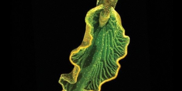 Sea Slugs Generating Green Energy