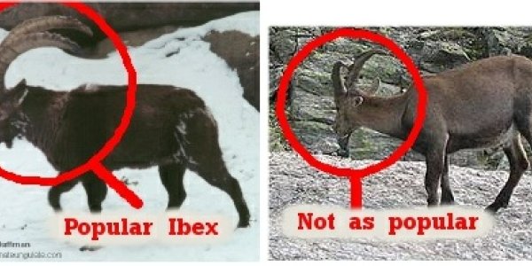 Size does matter - big horns mean better genes