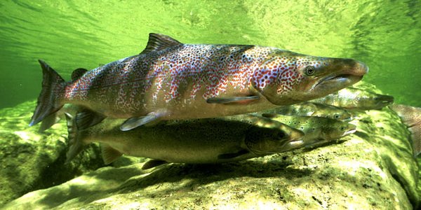 Atlantic Salmon Adapt To Warmer Waters