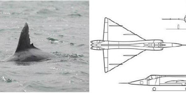 Dolphins And Delta Wings