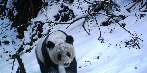 The Secret Lives Of Pandas