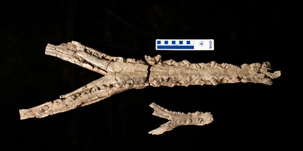 Acherontisuchus Guajiraensis: Prehistoric Giant Crocodile Versus The World's Largest Snake