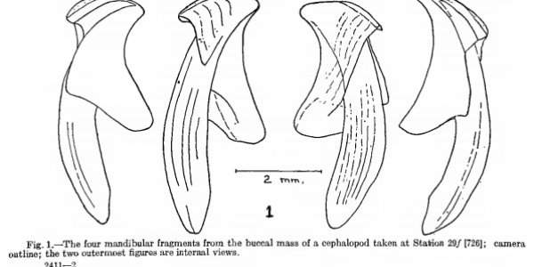 Mystery Of The Squid Beaks