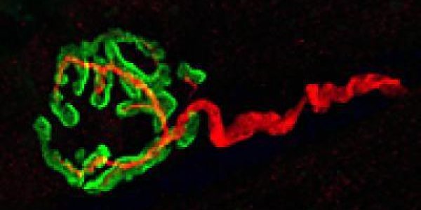 Sport Makes Muscles And Nerves Fit